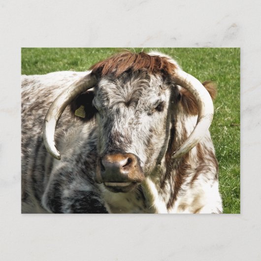 COW POSTKARTE (Vorderseite)
