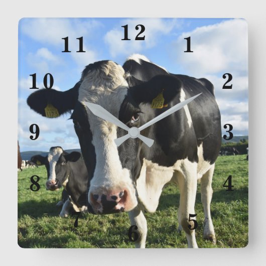 Cow Quadratische Wanduhr (Vorderseite)