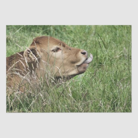 COW SEIDENPAPIER (Vorderseite)