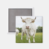 Cow standing in grassy field magnet (Vorderseite/Rückseite)