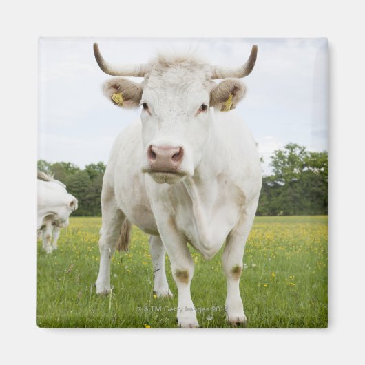 Cow standing in grassy field magnet (Vorne)