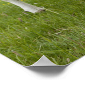 Cow standing in grassy field poster (Ecke)