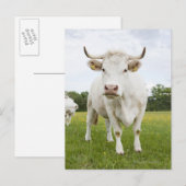 Cow standing in grassy field postkarte (Vorne/Hinten)