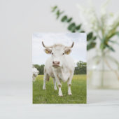 Cow standing in grassy field postkarte (Stehend Vorderseite)
