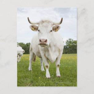Cow standing in grassy field postkarte