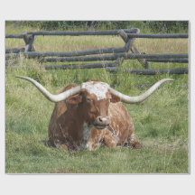 Cow Texas Longhorn Foto