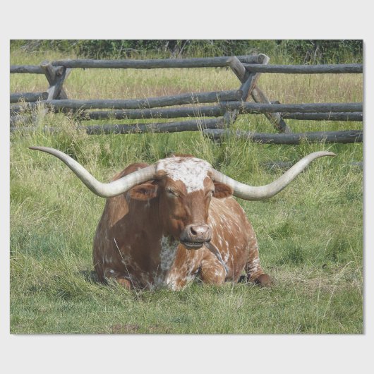 Cow Texas Longhorn Foto Geschenkpapier (Flach)