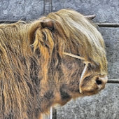 COW WANDTEPPICH MIT HOLZRAHMEN