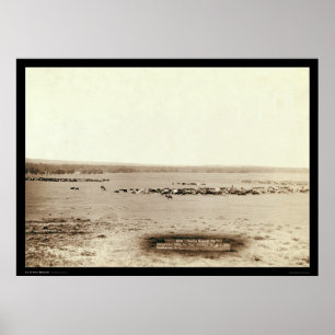 Cowboy Cattle Round Up SD 1891 Poster