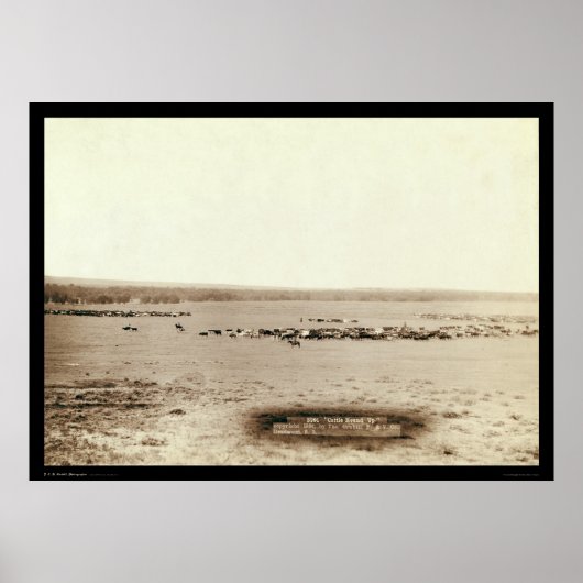 Cowboy Cattle Round Up SD 1891 Poster (Vorne)