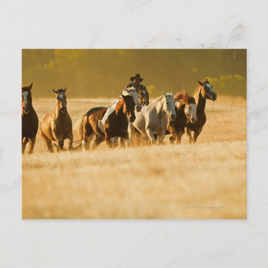 Cowboy-Herdenpferde 2 Postkarte (Vorderseite)