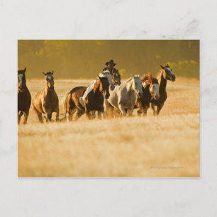Cowboy-Herdenpferde 2 Postkarte