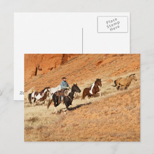 Cowboy-Herdenpferde Postkarte (Vorne/Hinten)