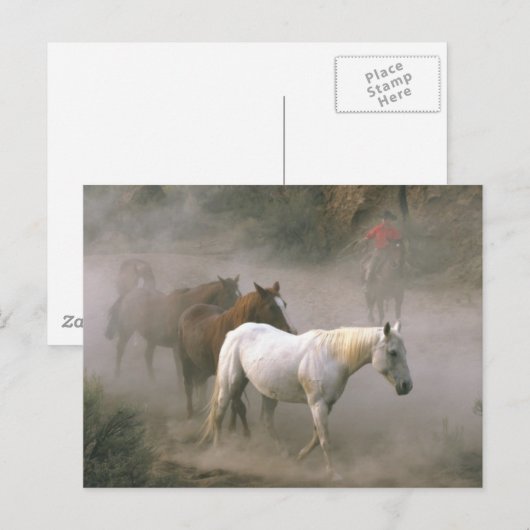 Cowboy Herding Postkarte (Vorne/Hinten)