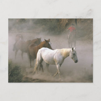 Cowboy Herding Postkarte