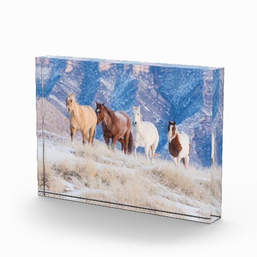 Cowboy Horse Drive auf der Hideout Ranch Fotoblock (Rechts)