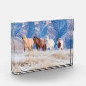 Cowboy Horse Drive auf der Hideout Ranch Fotoblock (Links)