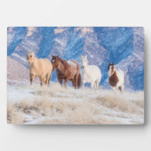 Cowboy Horse Drive auf der Hideout Ranch Fotoplatte (Vorderseite)