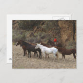 Cowboy mit Herd Postkarte (Vorne/Hinten)