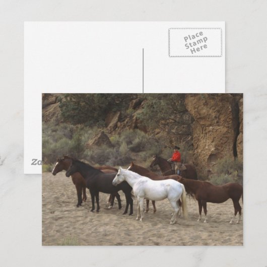 Cowboy mit Herd Postkarte (Vorne/Hinten)