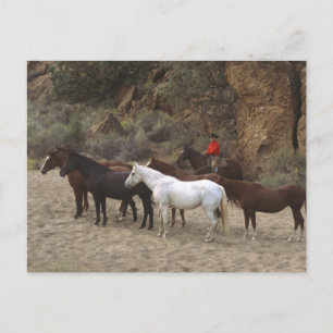 Cowboy mit Herd Postkarte