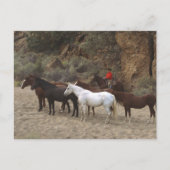 Cowboy mit Herd Postkarte (Vorderseite)