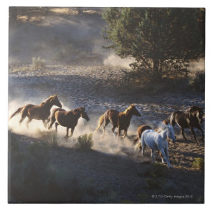 Cowboy mit Herde der Pferde Fliese