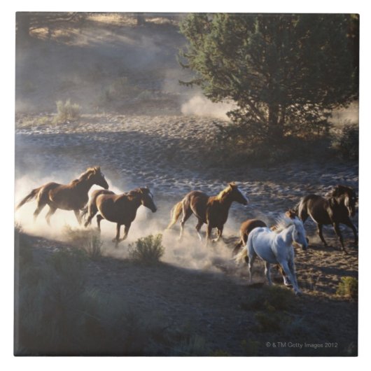 Cowboy mit Herde der Pferde Fliese (Vorderseite)