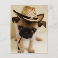 Cowboy-Mops-Welpe