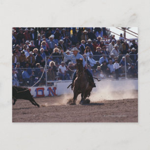 Cowboy Roping Calf in Rodeo Postkarte