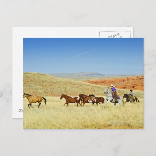 Cowboys, die Pferde züchten Postkarte (Vorne/Hinten)