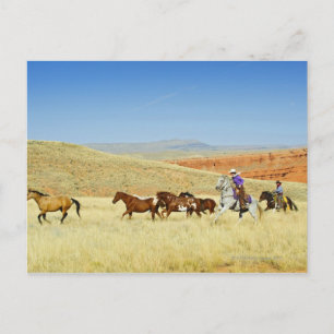 Cowboys, die Pferde züchten Postkarte