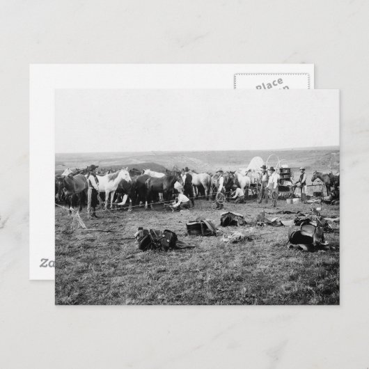 Cowboys Hobbling Pferde: 1906 Postkarte (Vorne/Hinten)