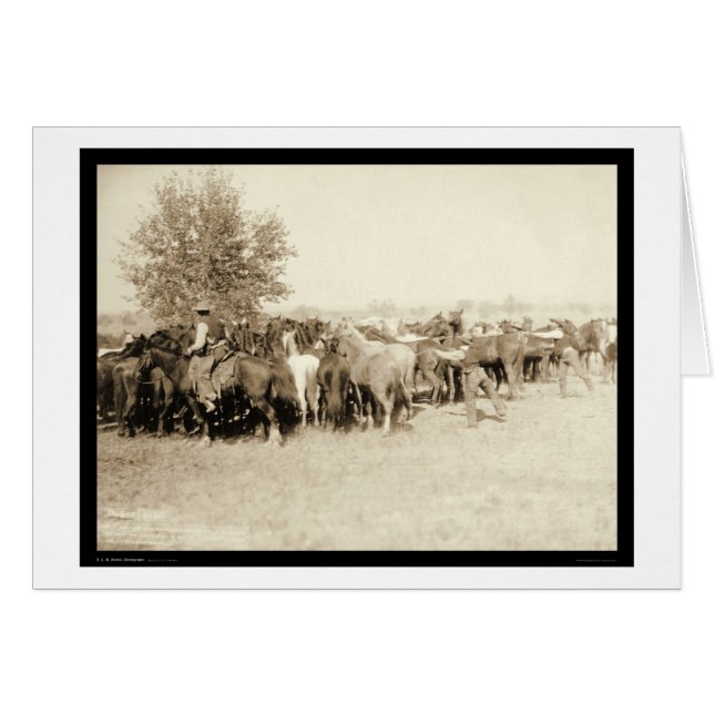 Cowboys Roping a Herd of Horses SD 1887 (Vorderseite (Horizontal))