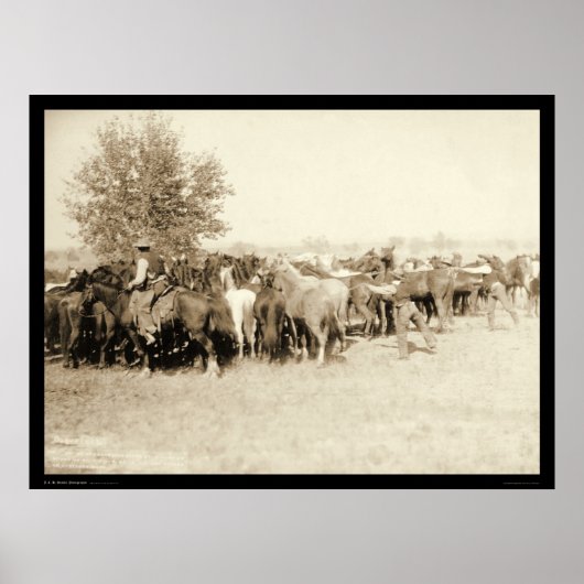 Cowboys Roping a Herd of Horses SD 1887 Poster (Vorne)