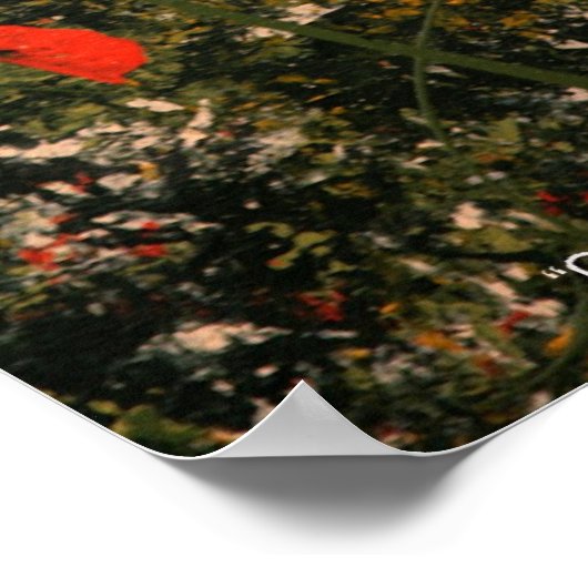 "Cowlilies" Poster (Ecke)