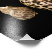 Cowrie Cones 2 Foto (Ecke)