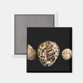 Cowrie Cones 2 Magnet (Vorderseite/Rückseite)