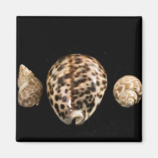 Cowrie Cones 2 Magnet (Vorne)