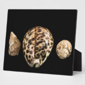 Cowrie Cones 2 Plaque Fotoplatte (Seite)