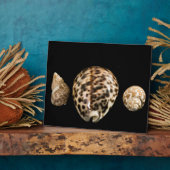Cowrie Cones 2 Plaque Fotoplatte (Seite)
