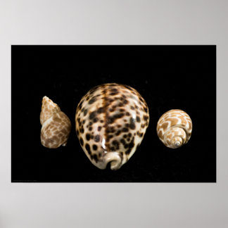 Cowrie Cones 2 Poster