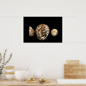 Cowrie Cones 2 Poster (Küche)