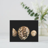 Cowrie Cones 2 Postkarte (Stehend Vorderseite)