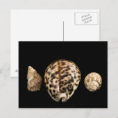 Cowrie Cones 2 Postkarte (Vorne/Hinten)