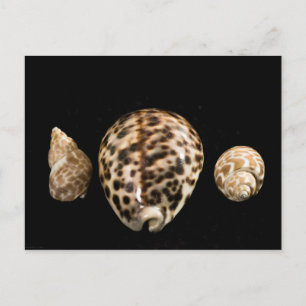 Cowrie Cones 2 Postkarte
