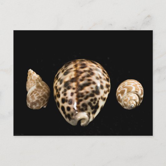Cowrie Cones 2 Postkarte (Vorderseite)