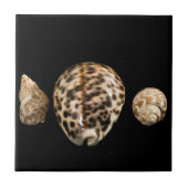 Cowrie Cones 2 Tile Fliese (Vorderseite)