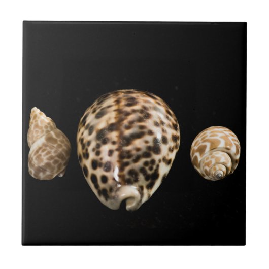 Cowrie Cones 2 Tile Fliese (Vorderseite)
