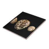 Cowrie Cones 2 Tile Fliese (Seite)
